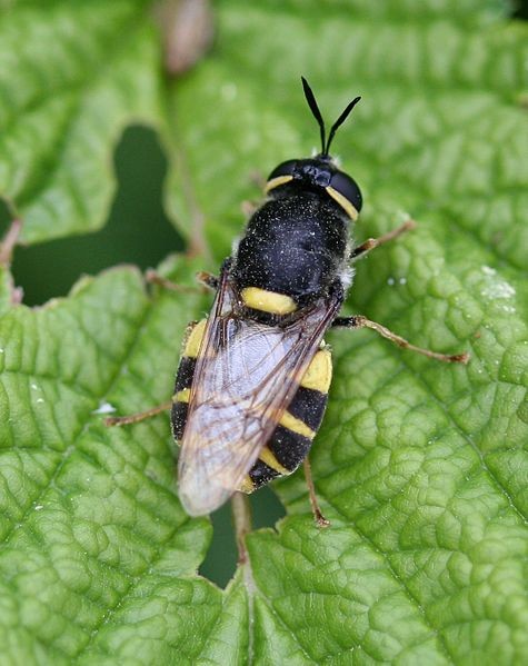 Stratiomys (Stratiomys) Picture Insect