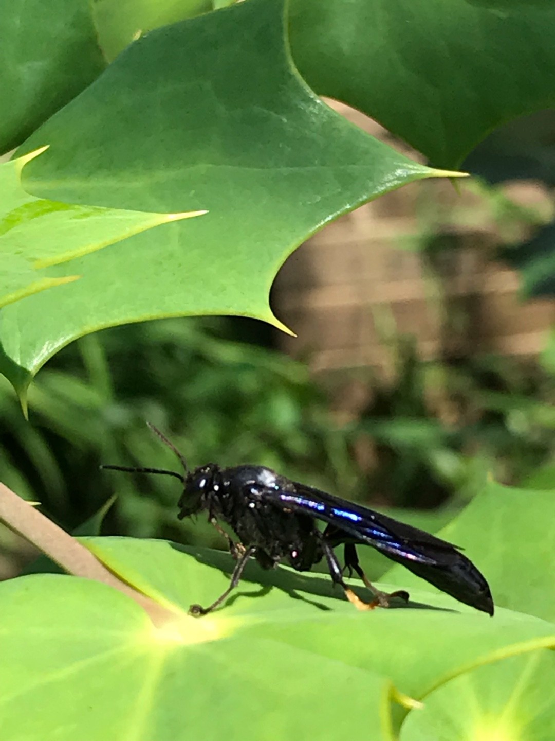 Organ Pipe Mud Dauber Wasp