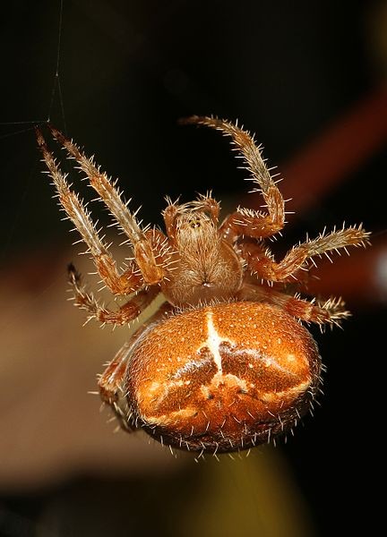 Araneus gemmoides (Araneus gemmoides) Picture Insect