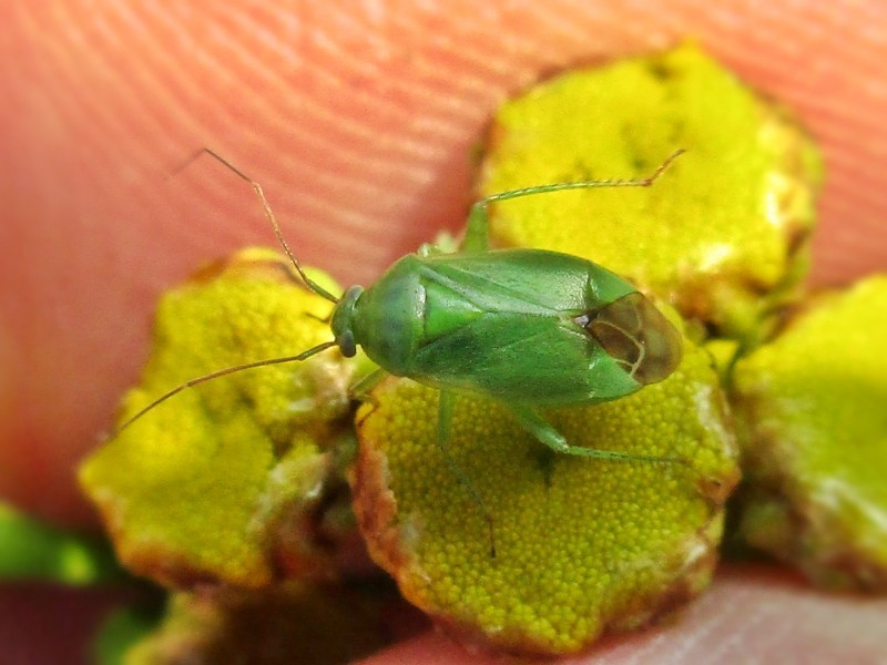 Apolygus lucorum (Apolygus lucorum) - Picture Insect