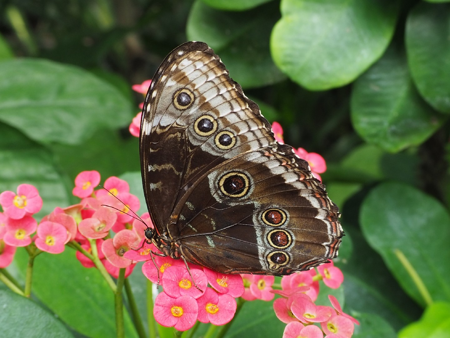 Morpho helenor (Morpho helenor) Picture Insect