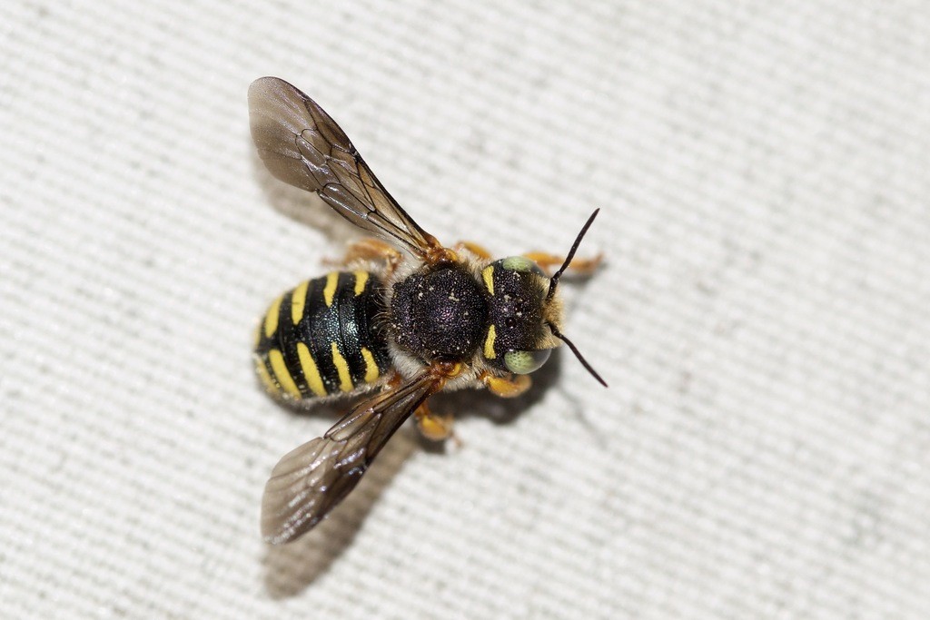 Spaltenwollbiene (Anthidium oblongatum) Picture Insect