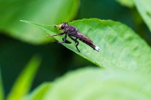 Promachus (Promachus) Picture Insect