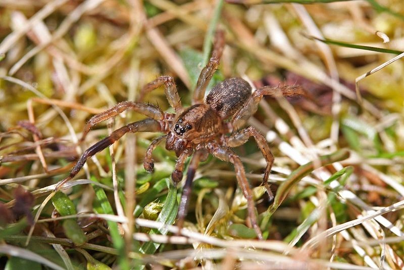 Scotina celans (Scotina celans) Picture Insect