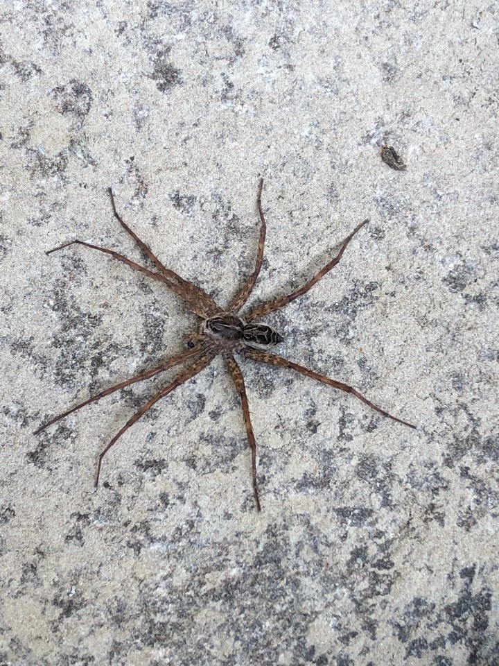 Dolomedes scriptus (Dolomedes scriptus) - Picture Insect