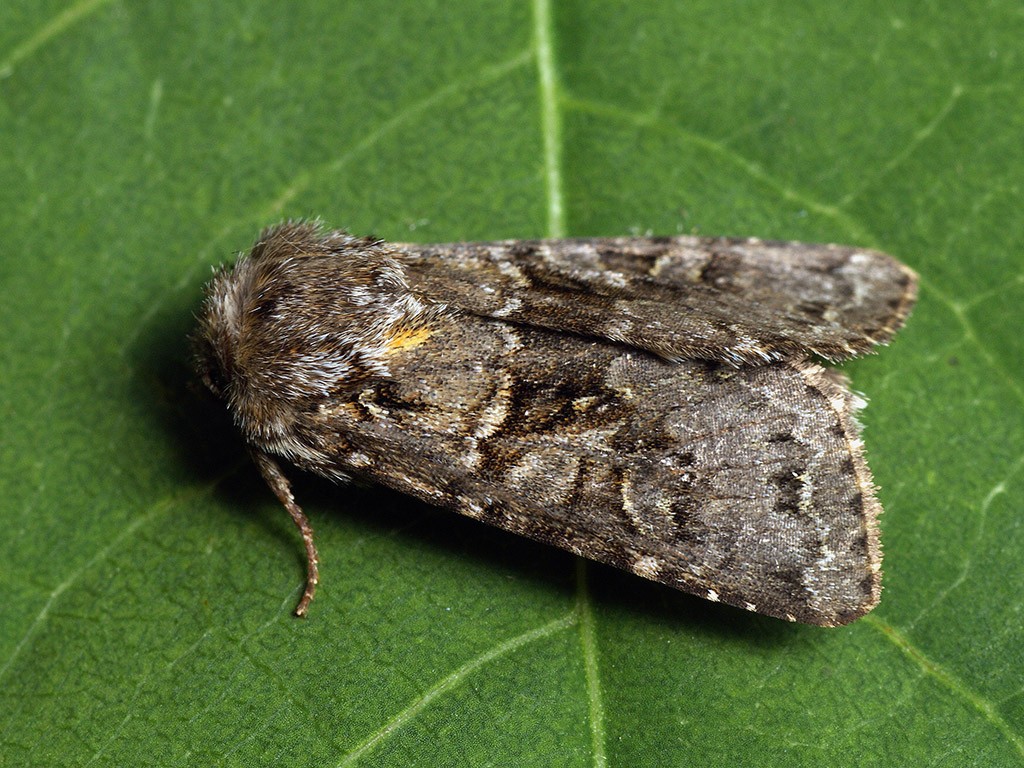 Hada (Hada) - Picture Insect