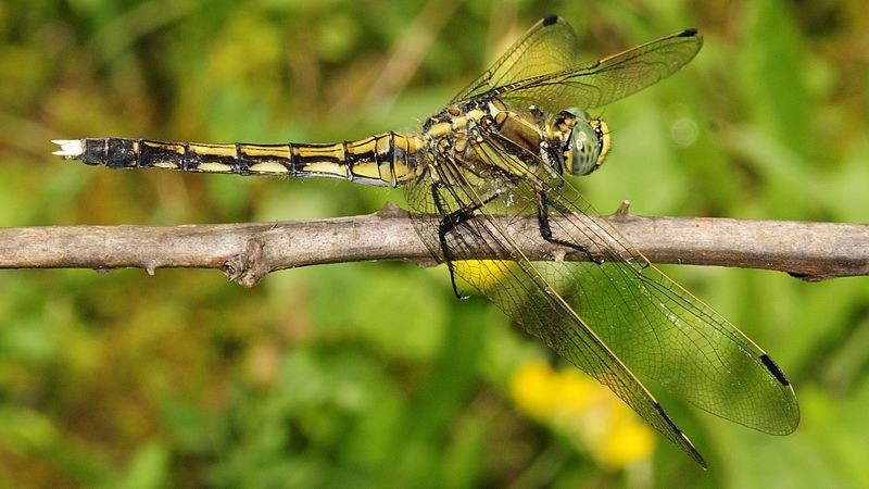 Orthetrum albistylum (Orthetrum albistylum) Picture Insect