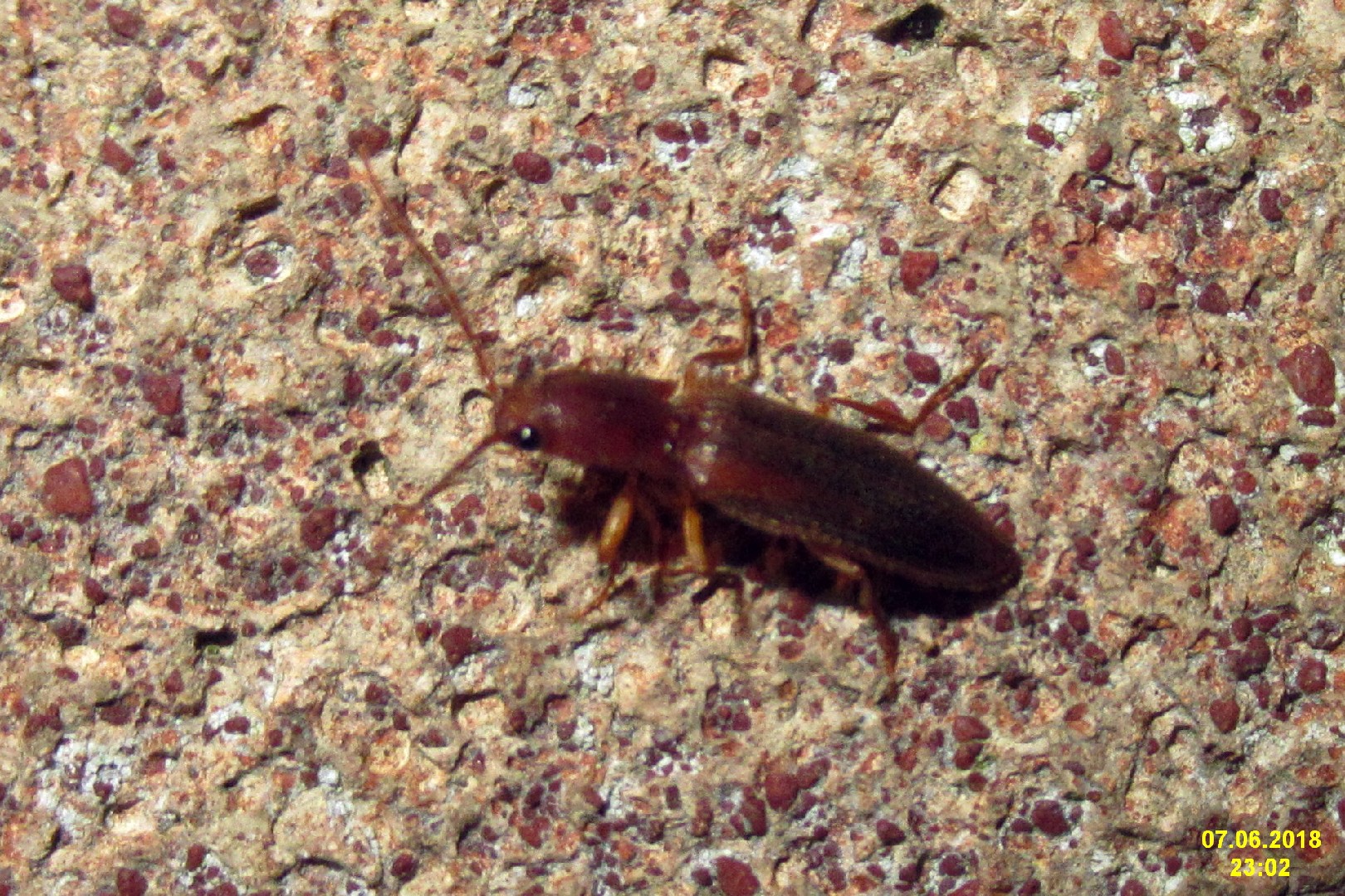 Stenagostus (Stenagostus) Picture Insect