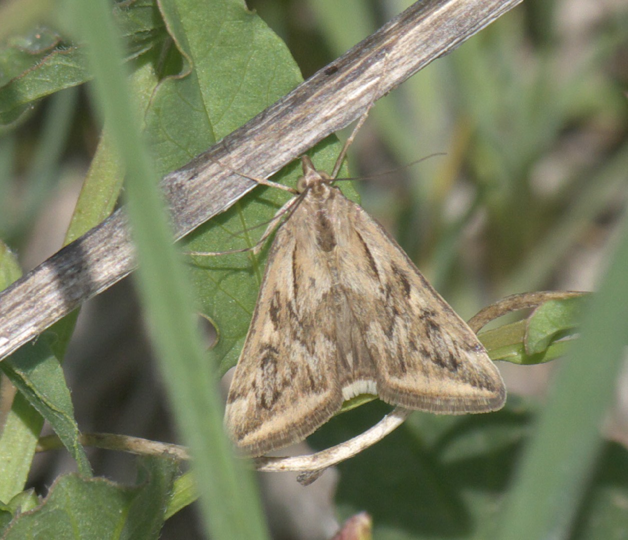 Loxostege cereralis (Loxostege cereralis) Picture Insect