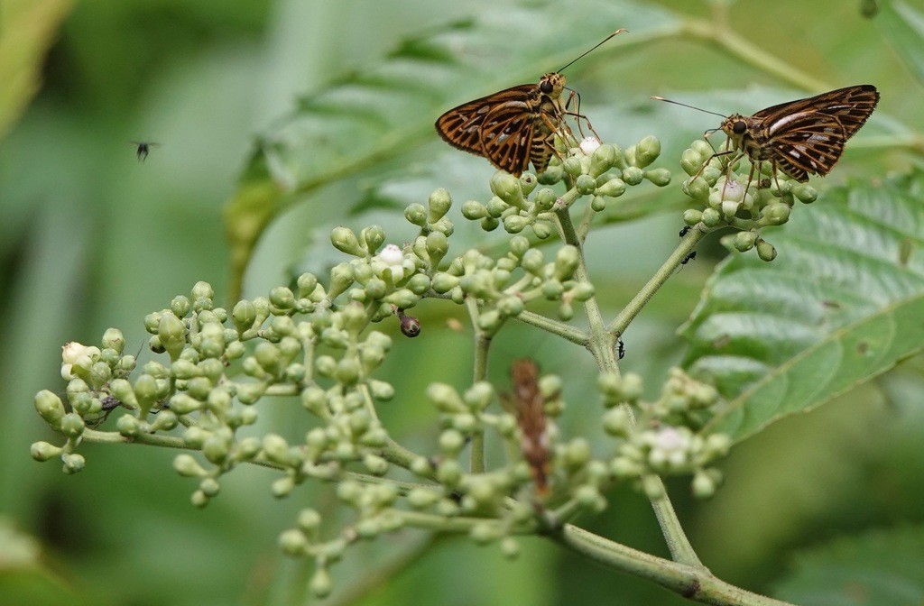 Pyroneura (Pyroneura) Picture Insect