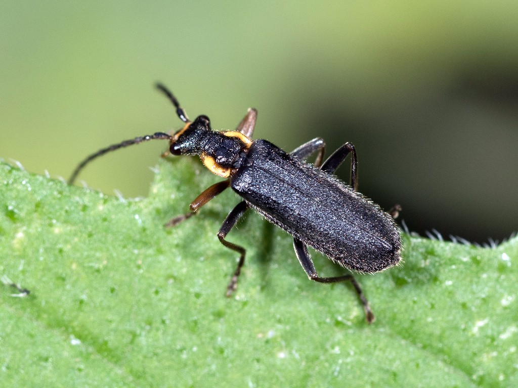 Podabrus rugosulus (Podabrus rugosulus) - Picture Insect