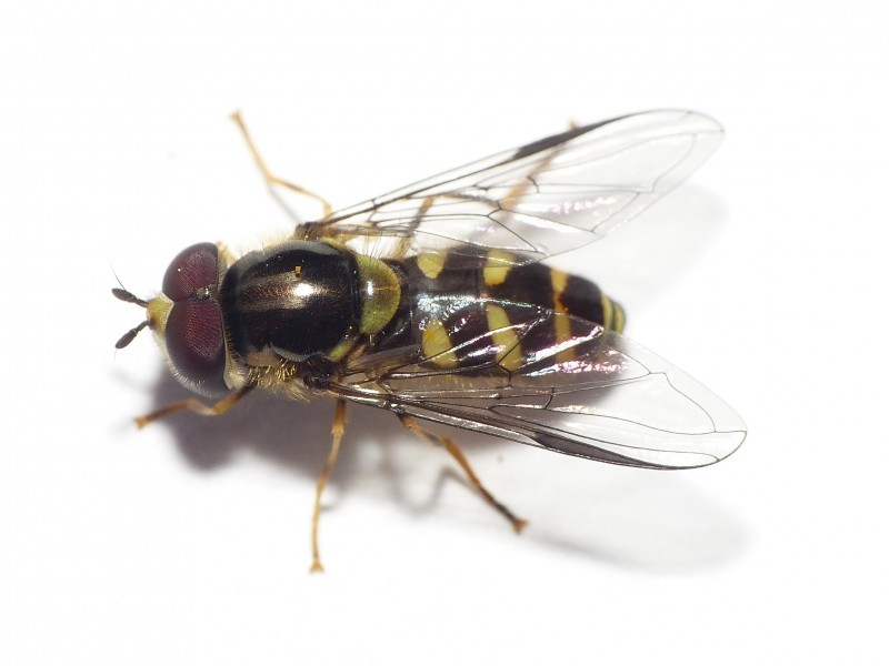 Dasysyrphus (Dasysyrphus) Picture Insect