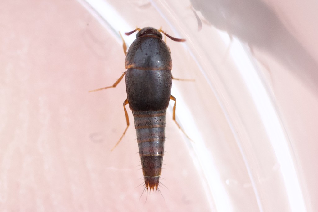 Sepedophilus (Sepedophilus) Picture Insect