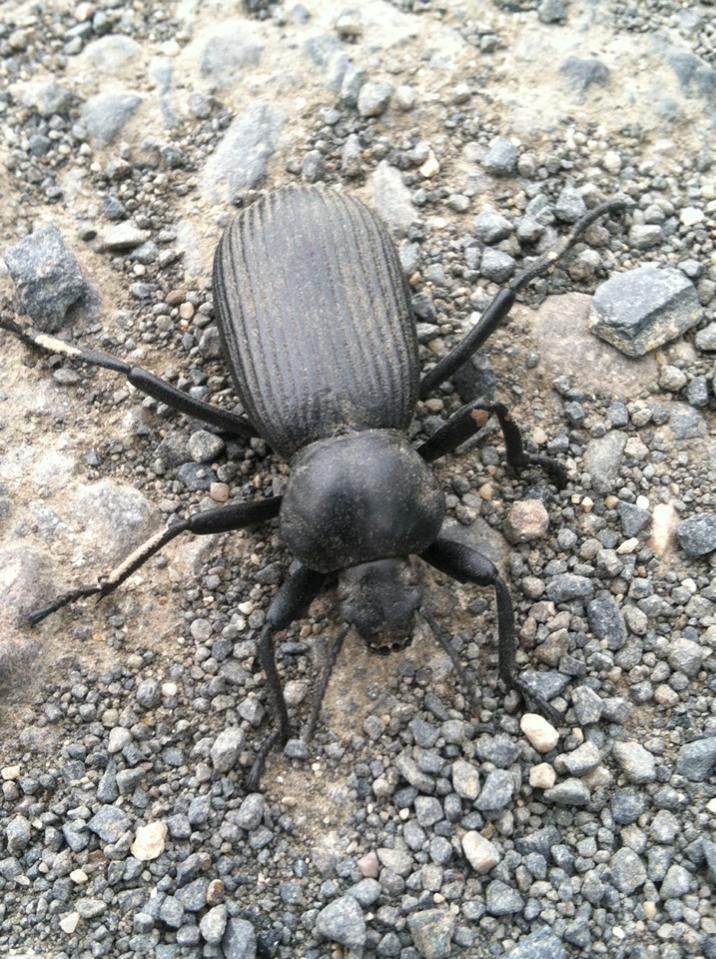 Eleodes obscura (Eleodes obscura) - Picture Insect