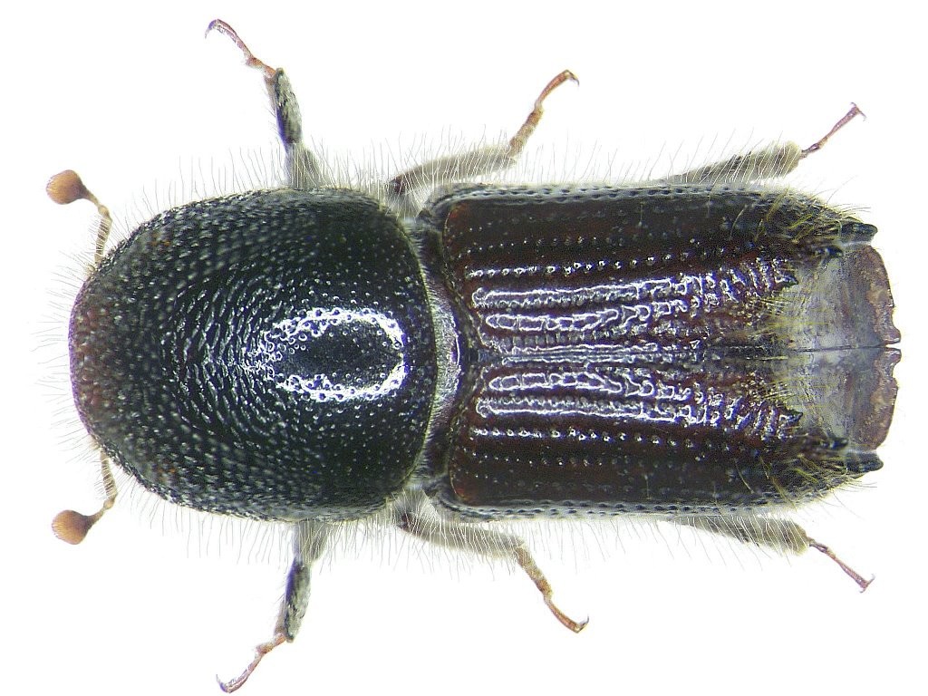 Ips Insect Ips (Ips) - Picture Insect