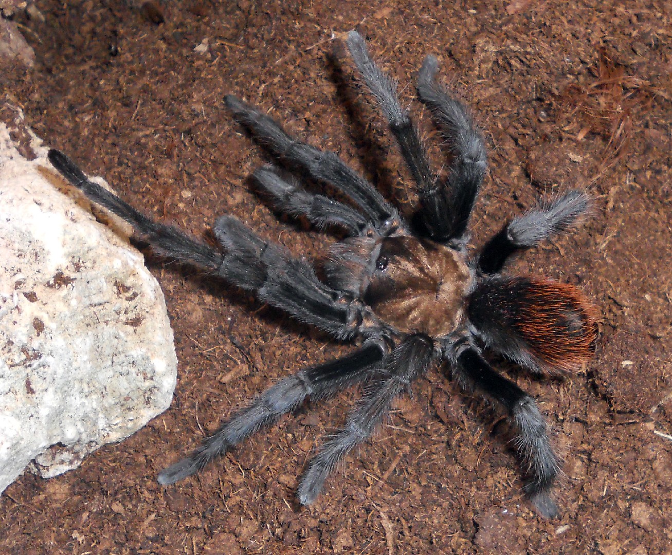 Aphonopelma (Aphonopelma) - Picture Insect