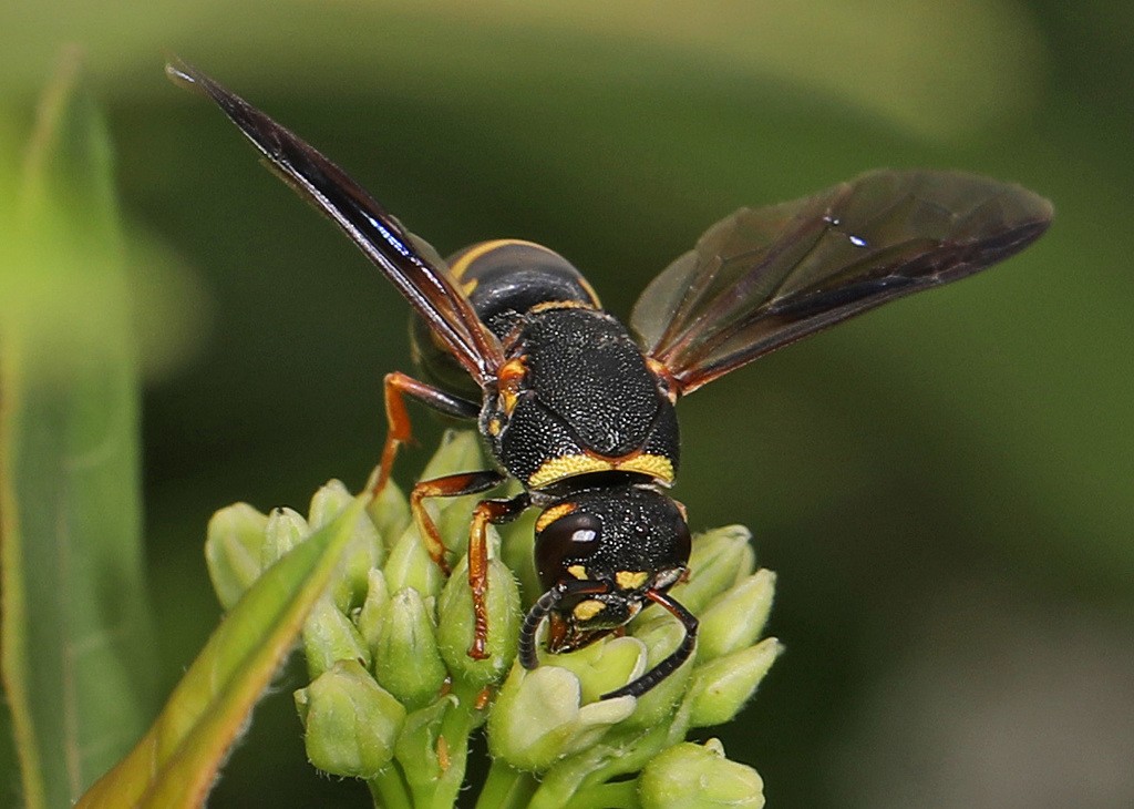 Euodynerus (Euodynerus) Picture Insect