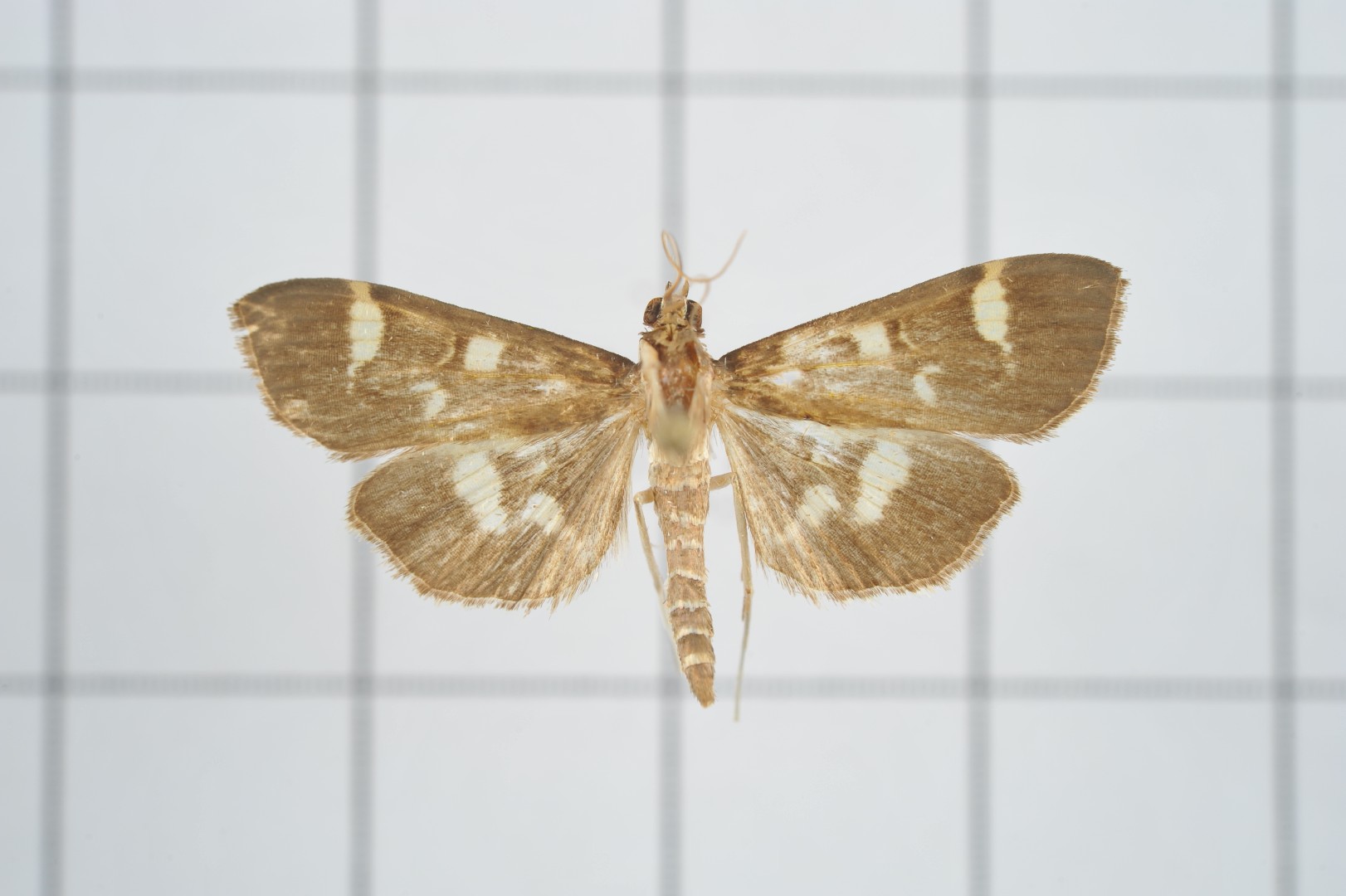 Herpetogramma (Herpetogramma) Picture Insect