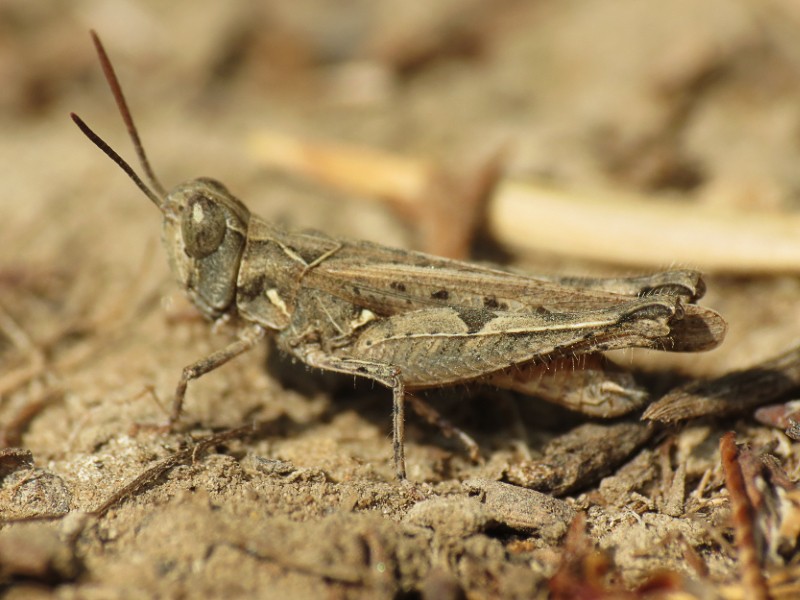 Psoloessa (Psoloessa) Picture Insect