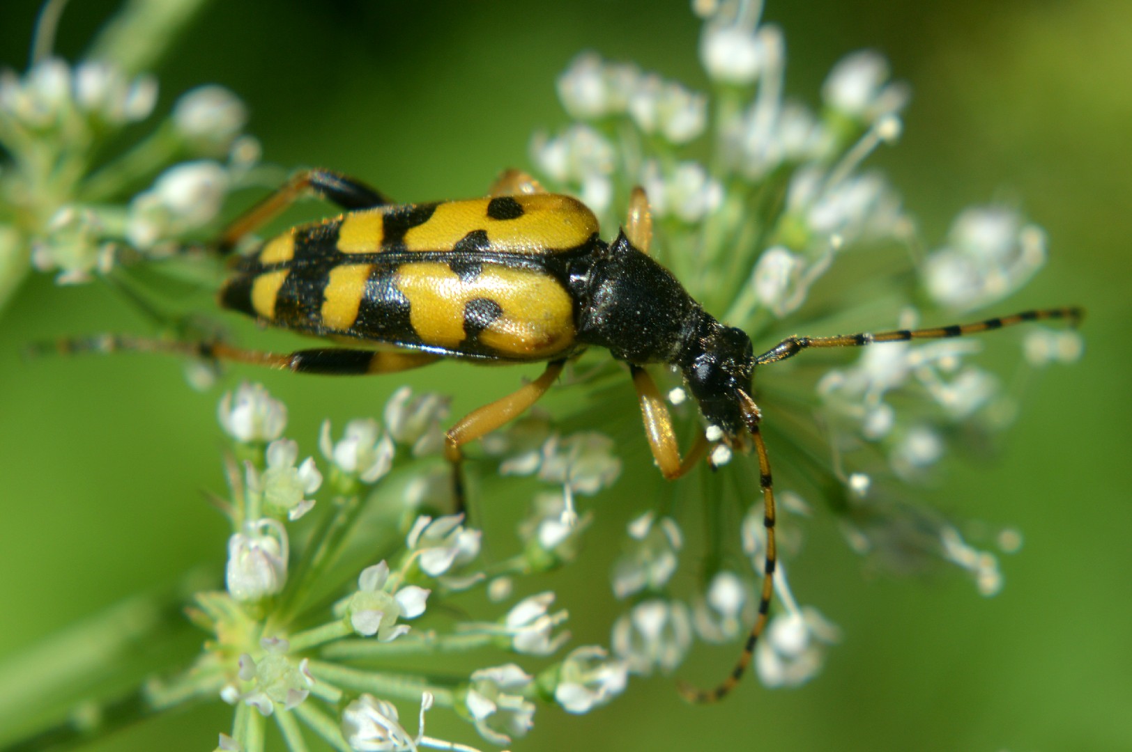 Rutpela maculata (Rutpela maculata) Picture Insect