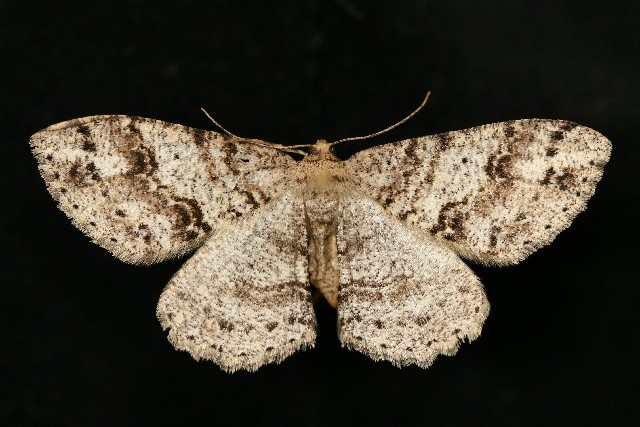 Melanolophia (Melanolophia) - Picture Insect