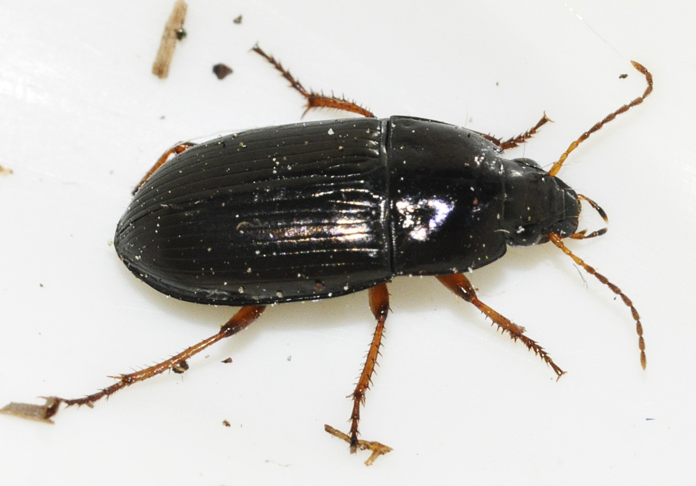Amara familiaris (Amara familiaris) Picture Insect
