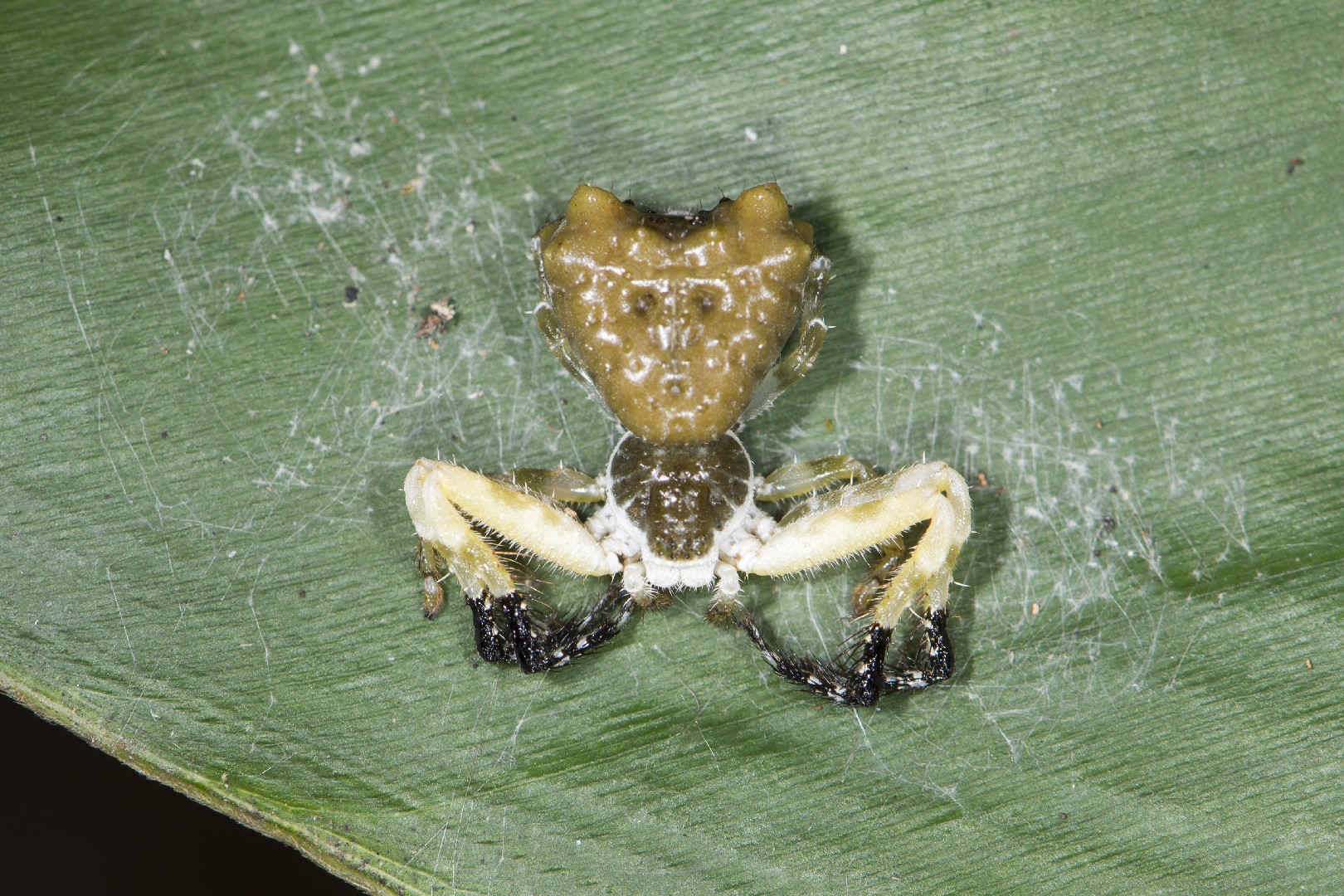 Phrynarachne ceylonica (Phrynarachne ceylonica) Picture Insect