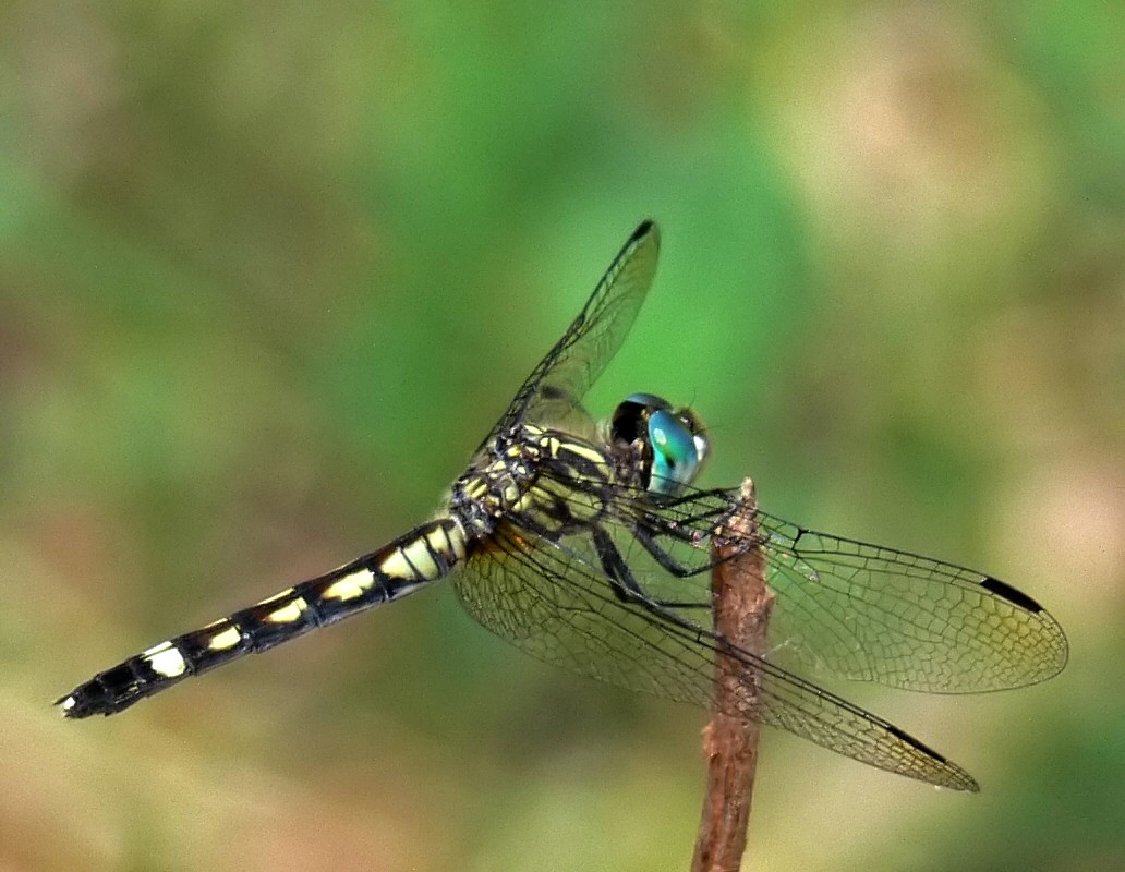 Micrathyria hagenii (Micrathyria hagenii) Picture Insect