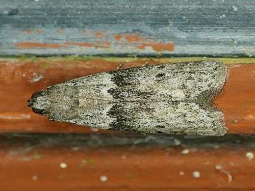 mediterranean flour moth