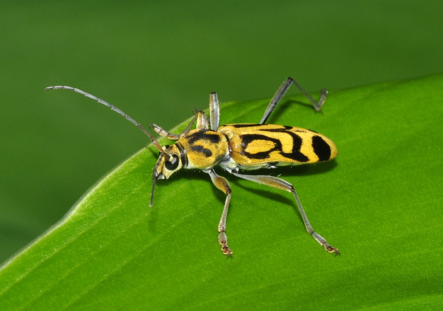 Chlorophorus (Chlorophorus) Picture Insect