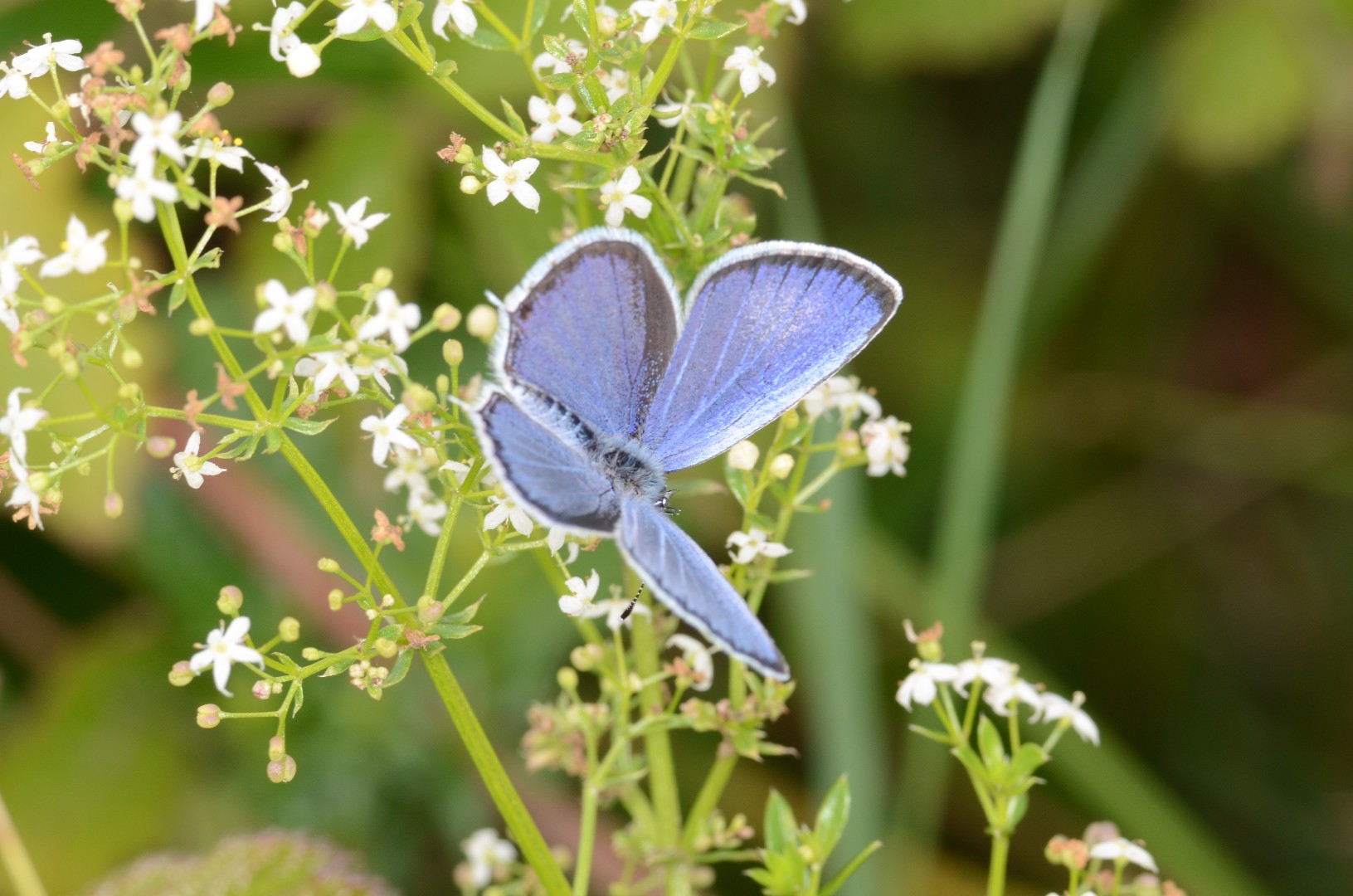 Südlicher Kurzgeschwänzter Bläuling (Cupido alcetas) Picture Insect
