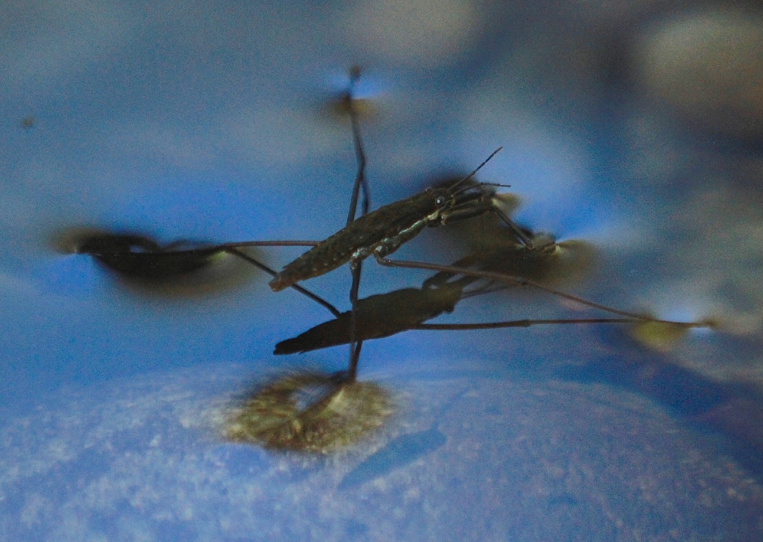 Chinche patinadora (Aquarius remigis) - Picture Insect