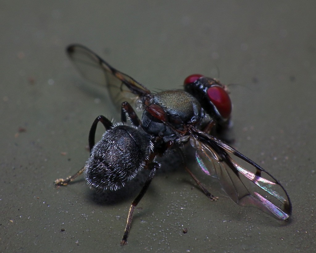 Doclea Rissoni Pogonortalis doclea (Pogonortalis doclea) - Picture Insect