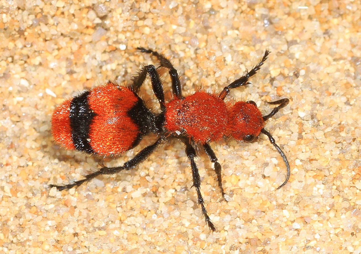 dasymutilla-occidentalis-erkennung-picture-insect