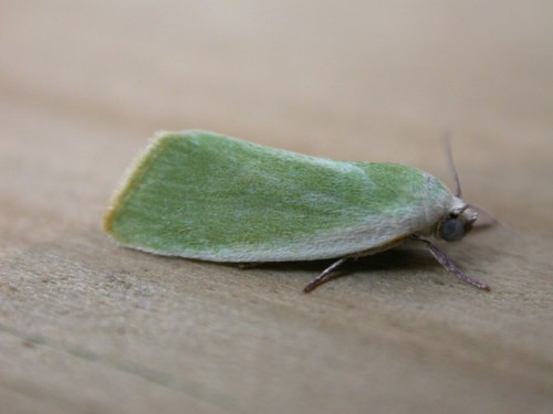 Earias (Earias) Picture Insect