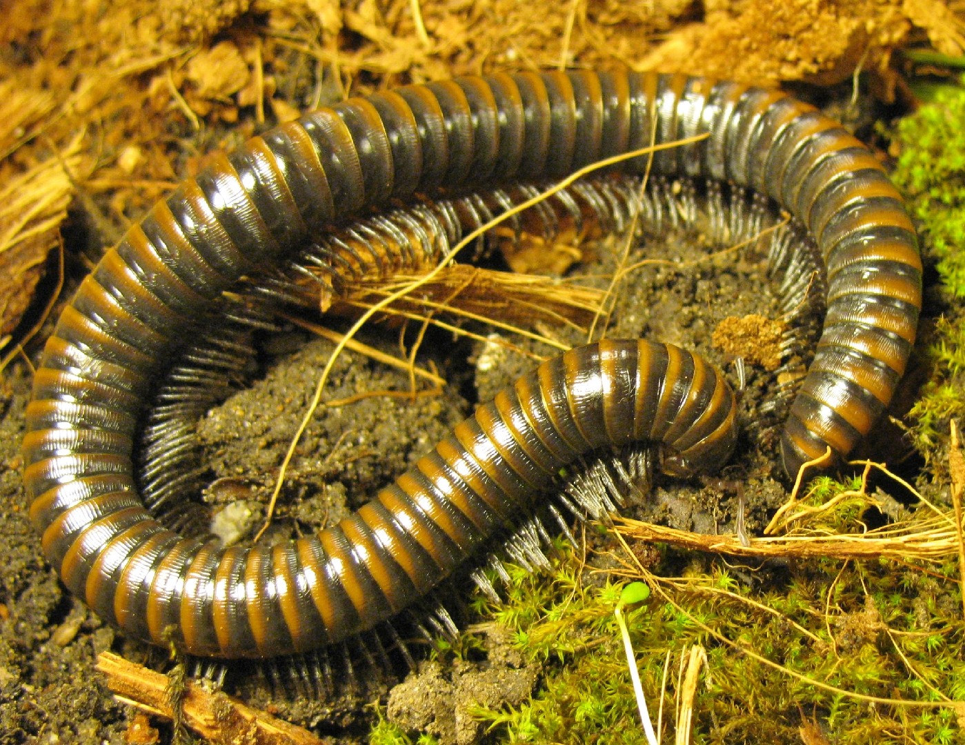 Paeromopus (Paeromopus) Picture Insect