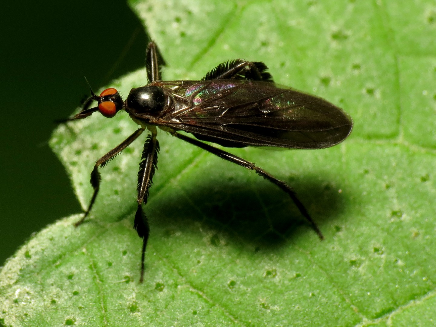 Rhamphomyia (Rhamphomyia) Picture Insect