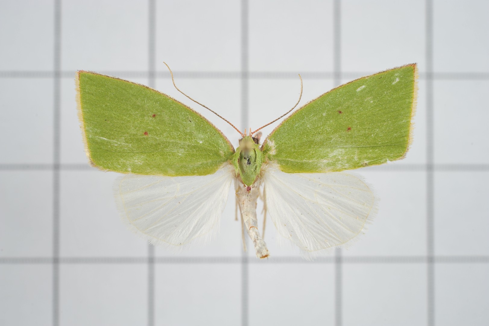 Tyana (Tyana) Picture Insect