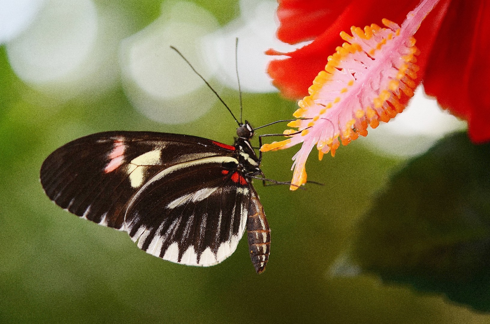 Парусник Румянцева (Papilio rumanzovia) - Picture Insect