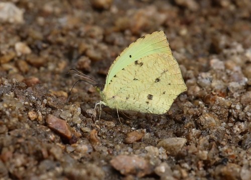 Eurema salome (Eurema salome) Picture Insect
