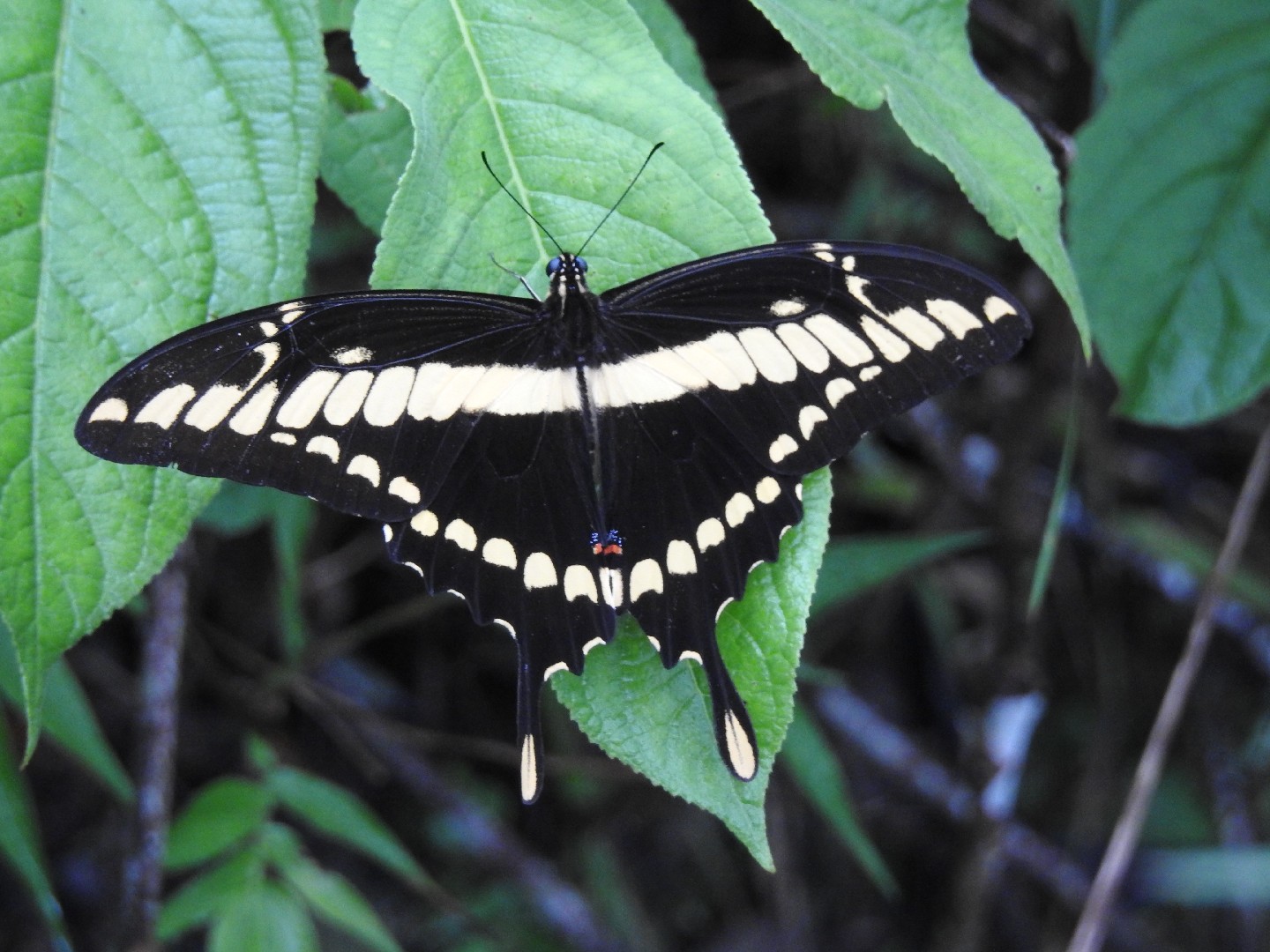 Mariposa cometa de los naranjos (Papilio thoas) Picture Insect