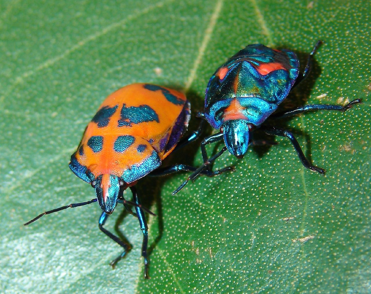 Tectocoris diophthalmus (Tectocoris diophthalmus) - Picture Insect