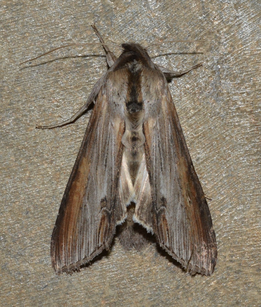 Cucullia asteroides (Cucullia asteroides) Picture Insect