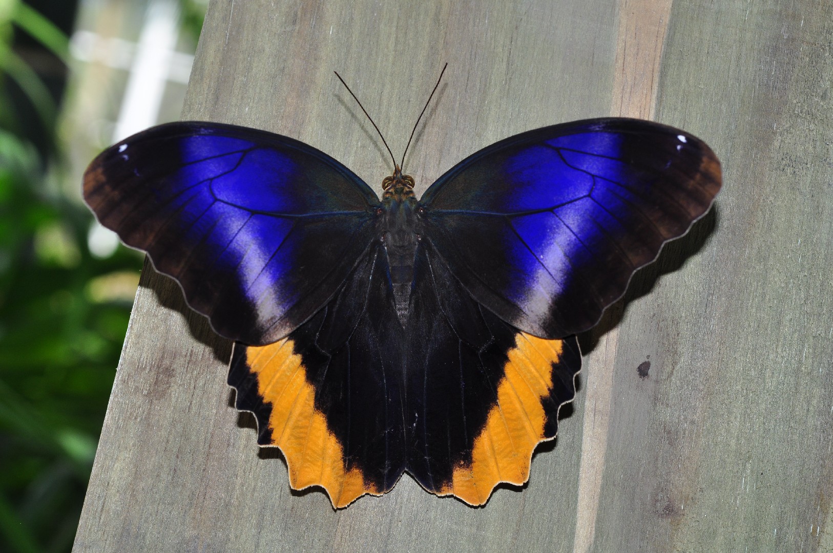 Búho magnífico (Caligo atreus) - Picture Insect