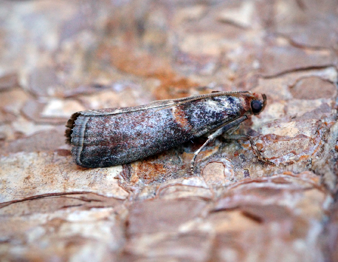 Acrobasis advenella (Acrobasis advenella) Picture Insect