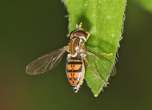 Toxomerus (Toxomerus) - Picture Insect