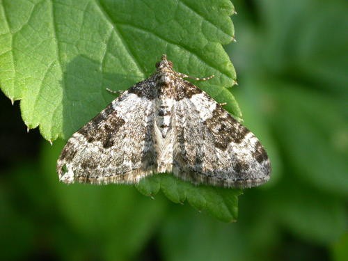 Gartenblattspanner (Xanthorhoe fluctuata) Picture Insect