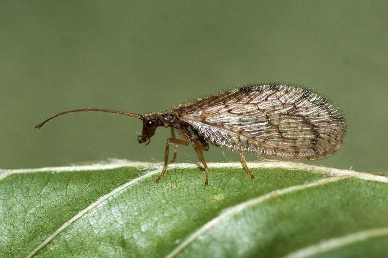 Micromus angulatus (Micromus angulatus) Picture Insect