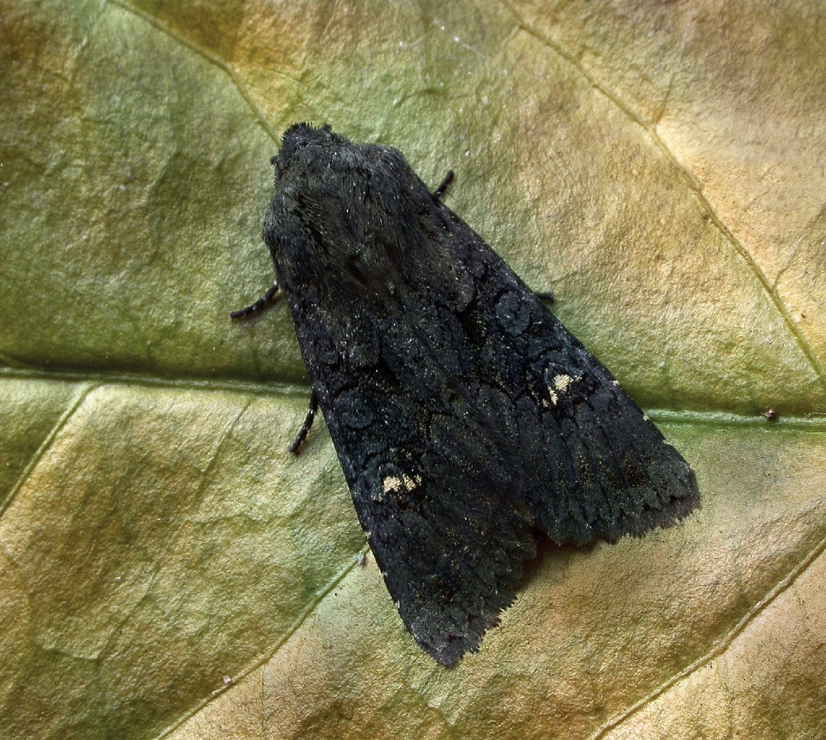 Aporophyla Nigra (Aporophyla Nigra) - Picture Insect