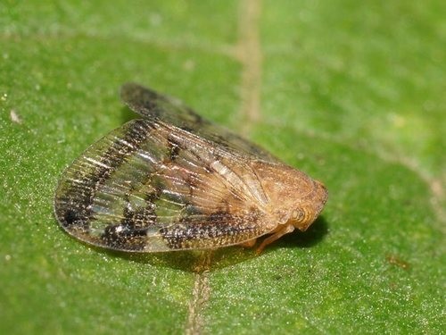 Scolypopa australis (Scolypopa australis) Picture Insect